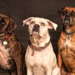 650+ Cute Food Names For Pets: Sweet And Tasty