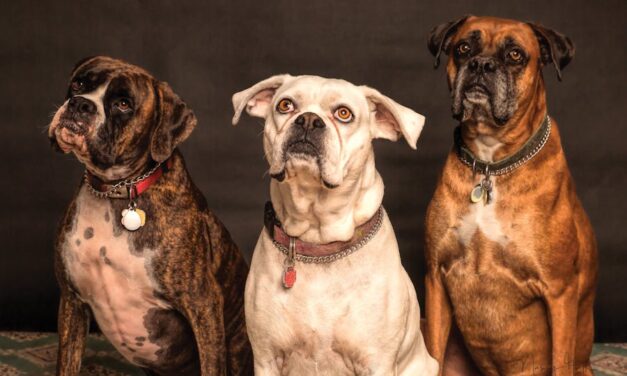 650+ Cute Food Names For Pets: Sweet And Tasty
