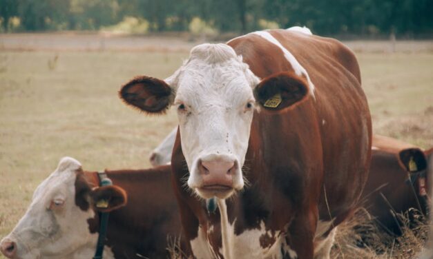 700+ Cute Names For A Cow: Unveiling The Perfect Name For Your Adorable Cow