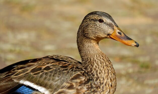 700+ Cute Names For A Duck : The Ultimate Quacktastic Collection