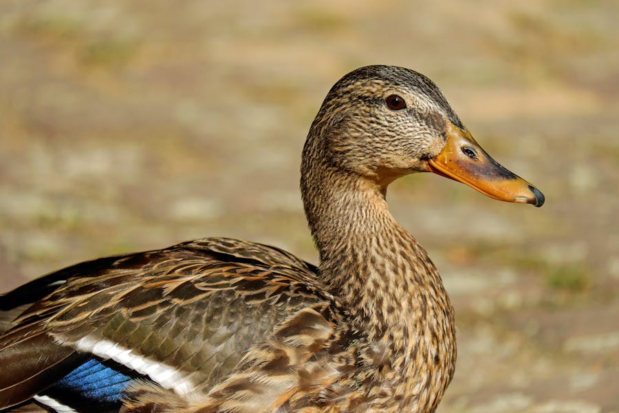 700+ Cute Names For A Duck : The Ultimate Quacktastic Collection