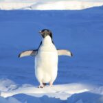 700+ Cute Names For A Penguin: Adorable And Unique Names For Your Playful Penguin