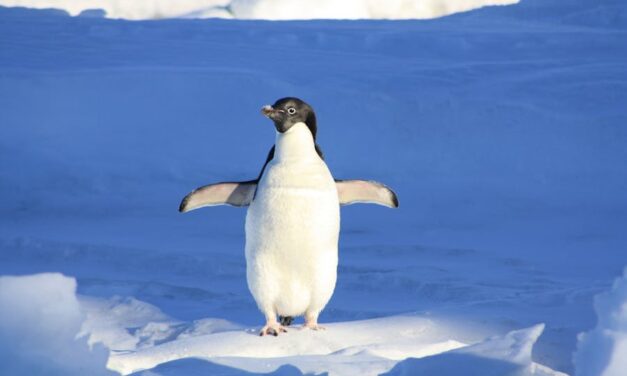 700+ Cute Names For A Penguin: Adorable And Unique Names For Your Playful Penguin