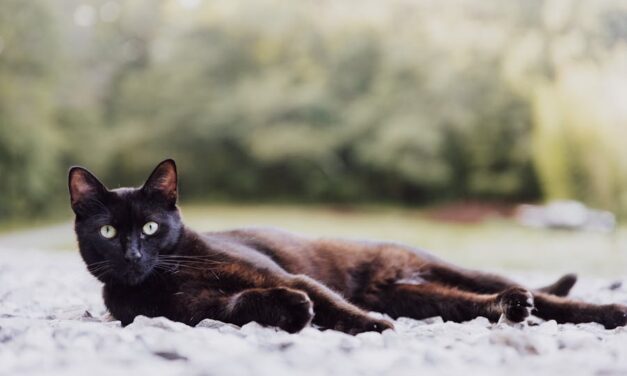 700+ Cute Names For Black Cats: A Playful Guide