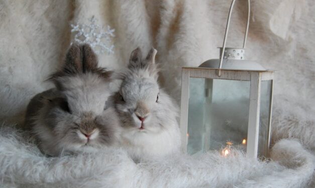 550+ Cute Names For Bunnies: The Ultimate Name Guide For Your Adorable Rabbit