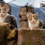 650+ Cute Names For Calico Cats: Adorable And Unique Names For Your Calico Cat