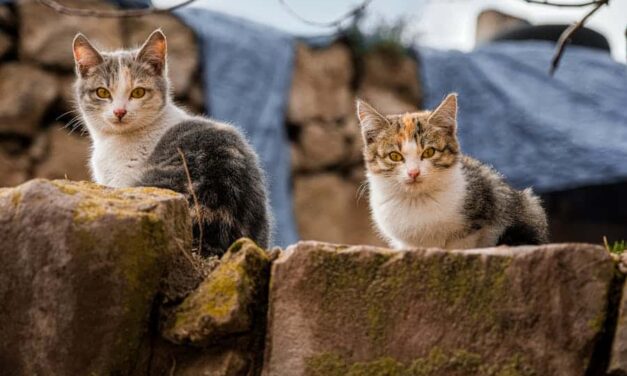 650+ Cute Names For Calico Cats: Adorable And Unique Names For Your Calico Cat