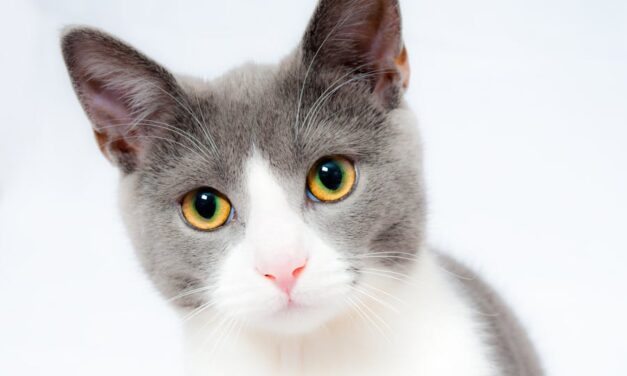 700+ Cute Names For Cats Female :Ultimate Guide To Adorable Feline Monikers