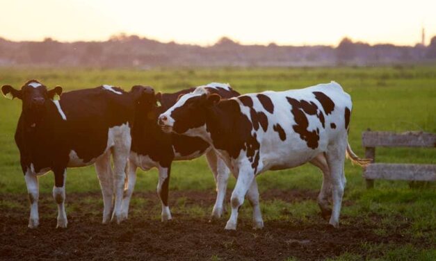 650+ Cute Names For Cows: The Ultimate Name Guide For Your Beloved Bovine