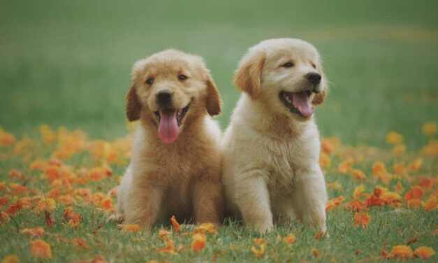 700+ Cute Names For Dogs: The Ultimate Guide To Adorable Dog Names
