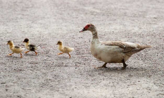 650+ Cute Names For Ducks : The Ultimate List For Your Feathered Friend