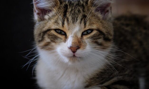 800+ Cute Names For Girl Cats: Unique & Impactful Choices