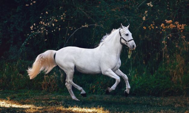700+ Cute Names For Horses: Charming And Cute Names For Horses That Capture Their Spirit