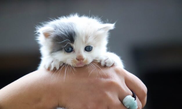 650+ Cute Names For Kittens: Adorable And Unique Names For Your Sweet Kitten
