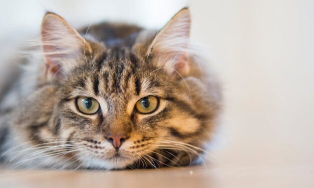 700+ Cute Names For Male Cats: Playful And Unique Cute Names For Male Cats That Suit Every Personality