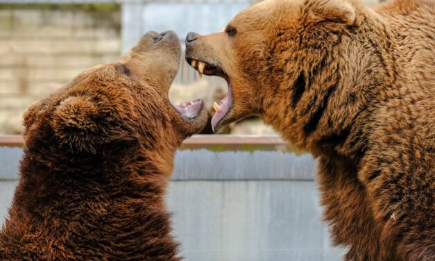 550+ Cute Names for Bears: The Ultimate Guide to Adorable Monikers