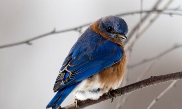 400+ Cute Names for Birds: From Parrots to Finches