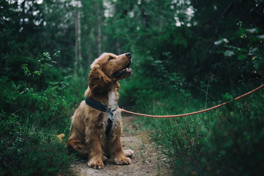 800+ Cute Names for Boy Dogs That Melt Your Heart