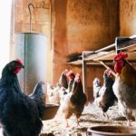 950+ Cute Names for Chickens: Charming Chicken Names for Every Personality!
