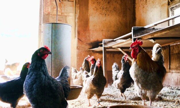 950+ Cute Names for Chickens: Charming Chicken Names for Every Personality!