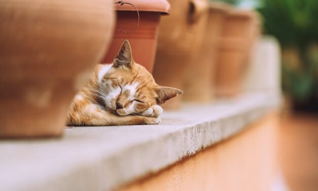 350+ Cute Names for Orange Cats: From Classic to Funny!