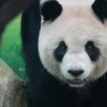 500+ Cute Names for Pandas: From Classic to Quirky!