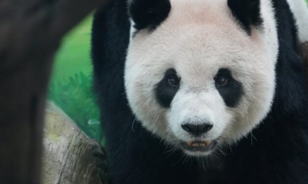 500+ Cute Names for Pandas: From Classic to Quirky!