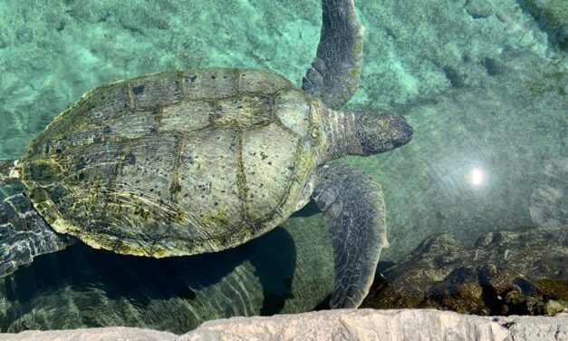 500+ Cute Names for Turtles: The Ultimate Collection of Whimsical Monikers