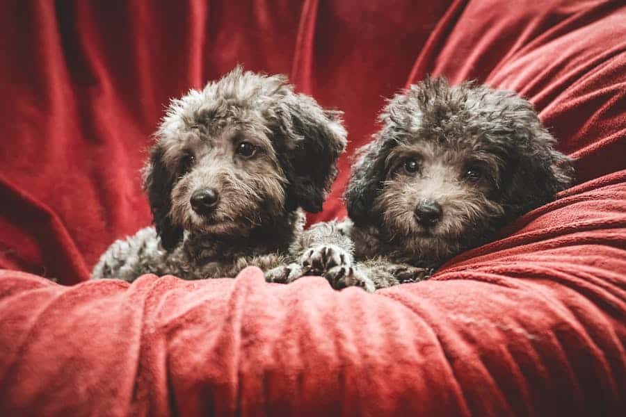 700+ Cute Pet Names For Couples : The Ultimate List Of Adorable Nicknames