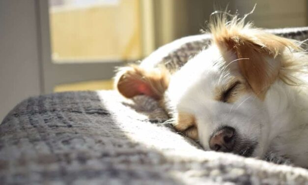 600+ Cute Pet Names For Girlfriend: The Ultimate Romantic Nickname Guide