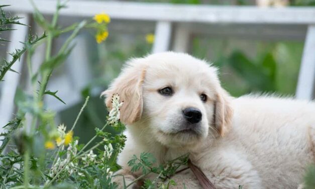 600+ Cute Pet Names For Girls: The Ultimate List Of Adorable Nicknames For Your Pet