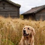 700+ Cute Pet Names For Him: Sweet And Adorable Pet Names For Him That Show Your Love