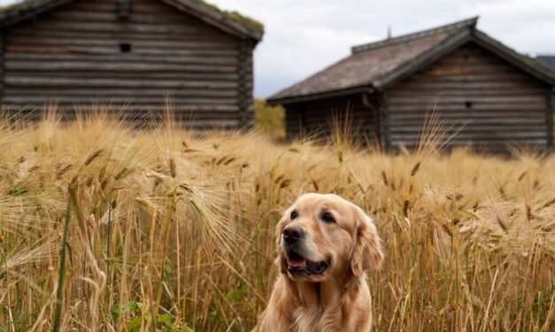 700+ Cute Pet Names For Him: Sweet And Adorable Pet Names For Him That Show Your Love