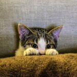 300+ Cute Pet Names for Partner: Pet Names for Your Love