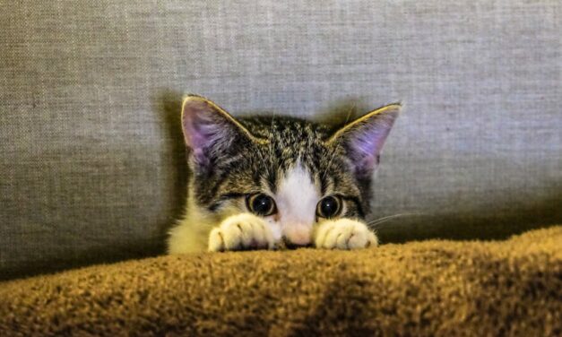 300+ Cute Pet Names for Partner: Pet Names for Your Love