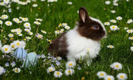 500 Funny Bunny Names: A Fun And Creative Guide To Naming Your Furry Friend