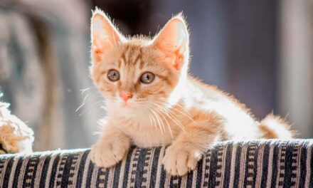 500+ Funny Girl Cat Names: Hilarious and Unique Ideas for Your Feline Friend