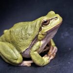 750+ Cute Names For A Frog: Adorable And Fun Ideas