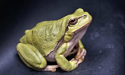 750+ Cute Names For A Frog: Adorable And Fun Ideas