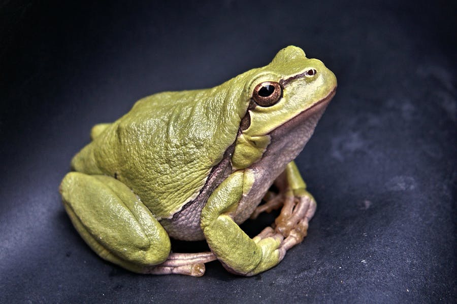 750+ Cute Names For A Frog: Adorable And Fun Ideas