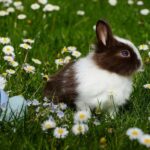 400+ Cute Names For A Bunny: Sweet And Fun Ideas