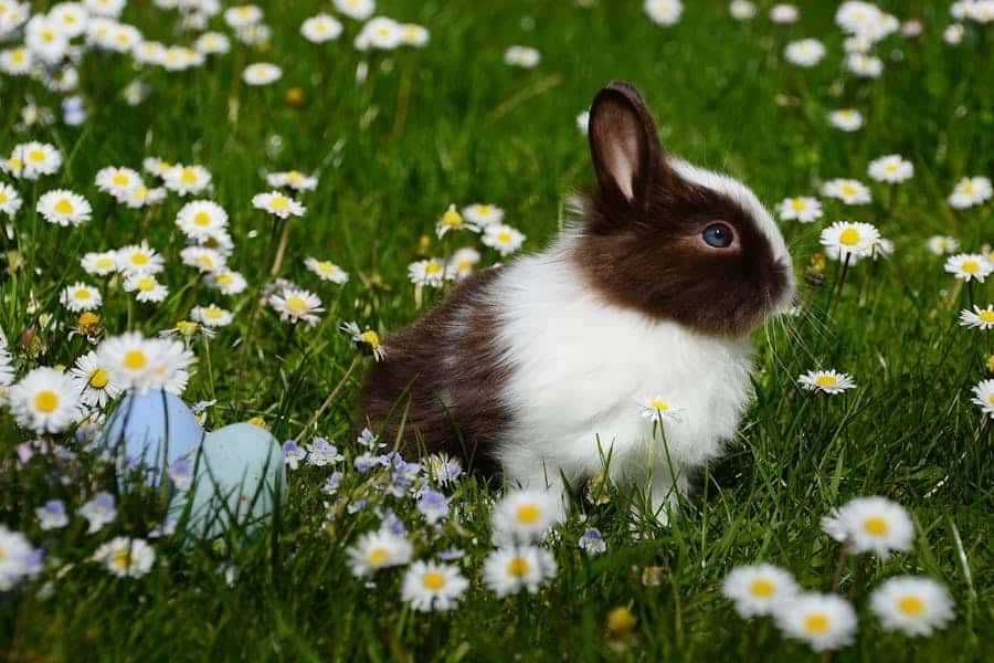 400+ Cute Names For A Bunny: Sweet And Fun Ideas