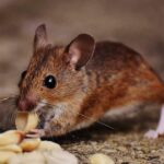 500+ Cute Names For A Mouse: Sweet And Playful Ideas