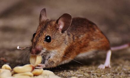 500+ Cute Names For A Mouse: Sweet And Playful Ideas