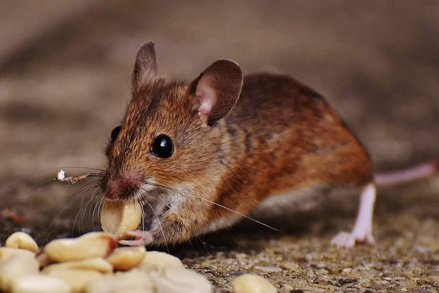 500+ Cute Names For A Mouse: Sweet And Playful Ideas