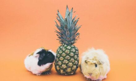 350+ Cute Names For a Pig: Fun And Adorable Ideas