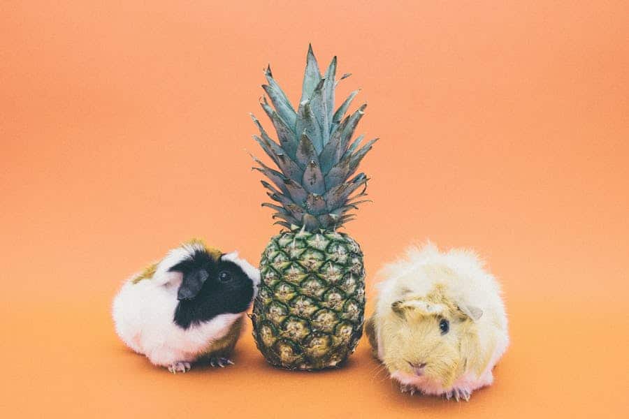 350+ Cute Names For a Pig: Fun And Adorable Ideas