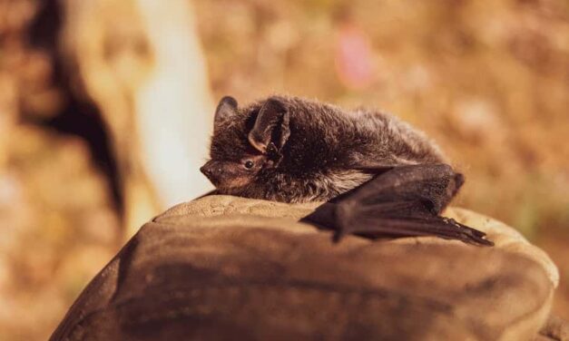700+ Cute Names For Bats: Quirky And Fun Ideas