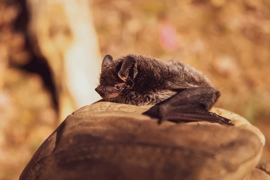 700+ Cute Names For Bats: Quirky And Fun Ideas