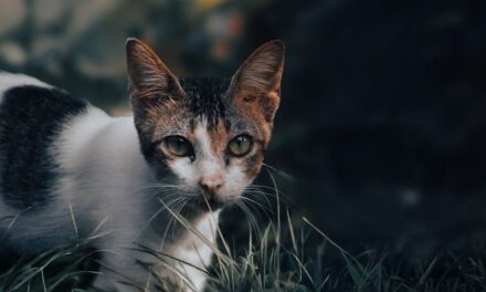 1100+ Cute Names For Black And White Cats: Fun And Creative Ideas